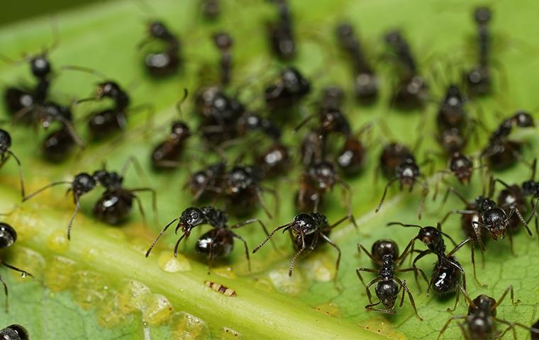 Ants swarming on a leaf