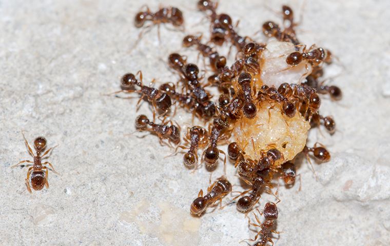 Ants eating a food crumb