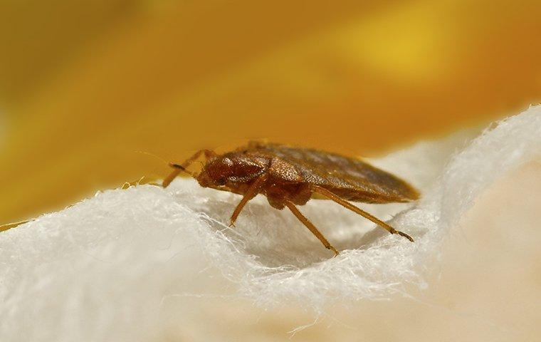 Bed bug on a sheet