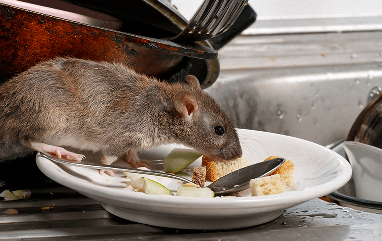 Rat on plate
