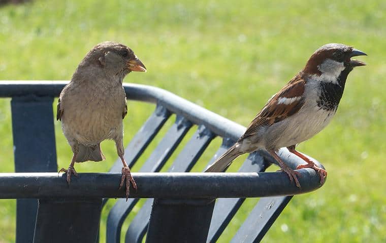 Things You Should Know: Common pest birds in NY and CT include pigeons, starlings, and sparrows.  Pest birds carry many diseases that can pose a threat to human health.  Pest bird droppings can cause slips and falls, accelerate the aging of buildings, and damage equipment.