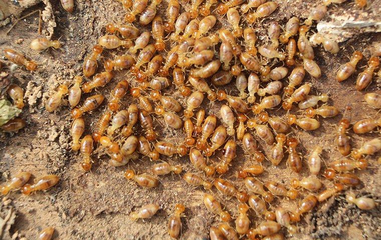 A swarm of termites in the ground