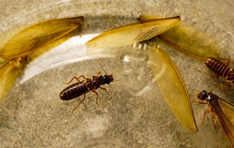 Termites crawling in a jar