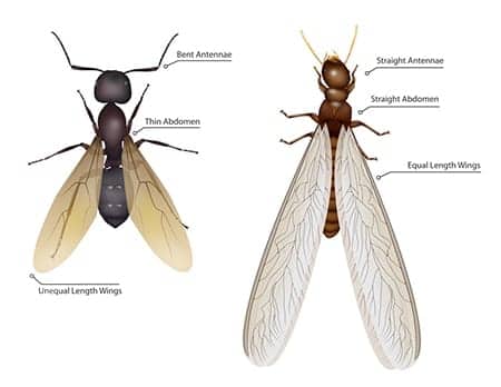 termite swarmer vs flying ant