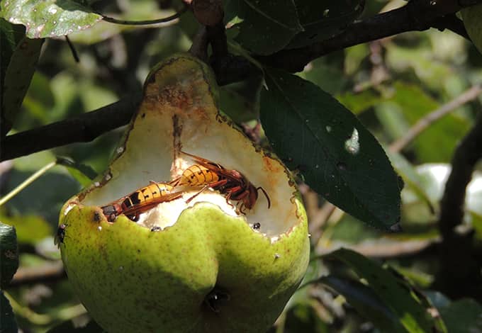 Hornets eating an apple on a tree