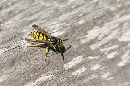 Yellow Jackets