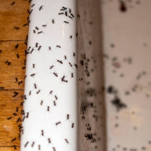 ants in home