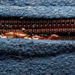 bed bugs