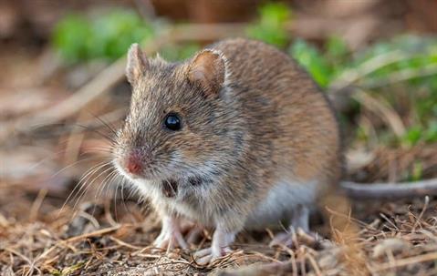 Rodents can't be allowed inside your Long Island home.