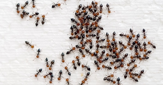 Ants on a paper towel inside a home