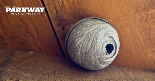 wasp nest in the attic