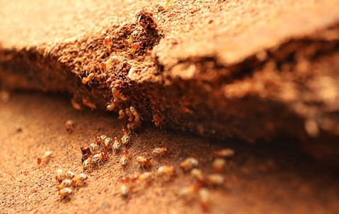 Subterranean termites inside the ground