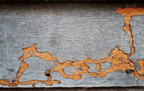 Termite damaged wood