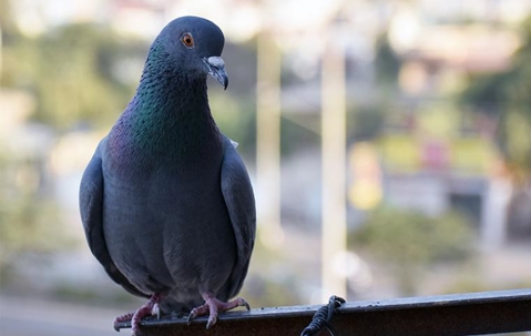a bird perched on a fence