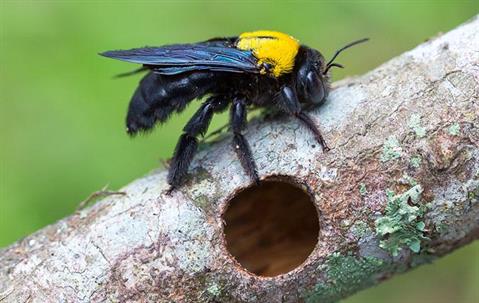 a carpenter bee on a hollow branch