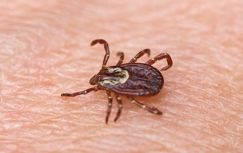 american dog tick crawling on skin