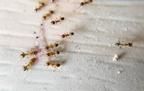 ants on a cloth