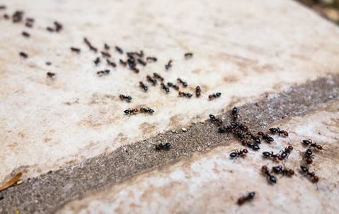 ants on the floor