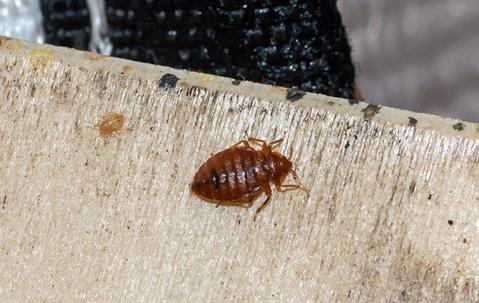 bed bug crawling on boxspring