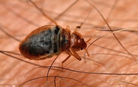 bed bug up close