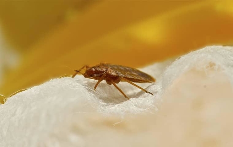 bed bug walking across mattress