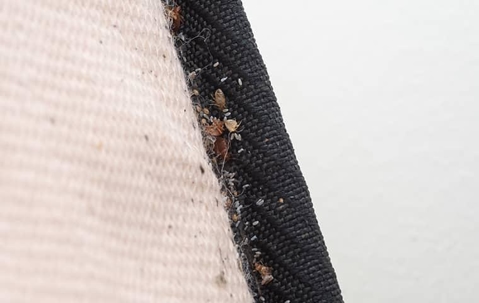 bed bugs on matress