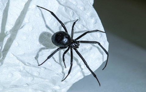 black spider on a tissue paper
