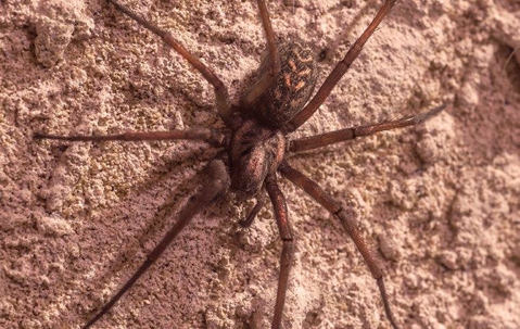 brown recluse spider on wall