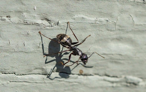 carpenter ant crawling
