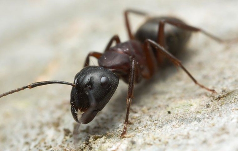 carpenter ant on sawdust