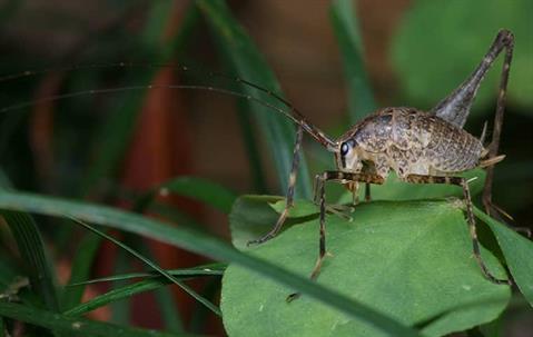 cave cricket sitting on leaf