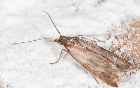 clothes moth in closet