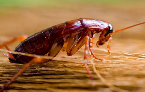 cockroach crawling on broom in kitchen