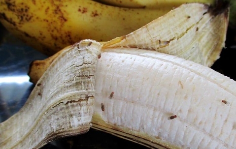 fruit flies on banana