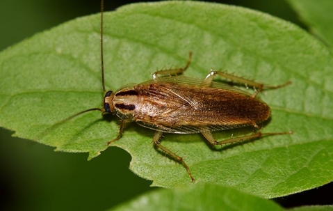 german cockroach on leaf