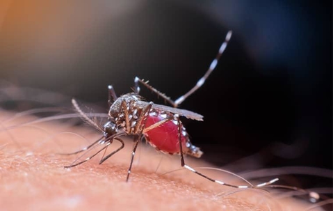 mosquito biting human skin