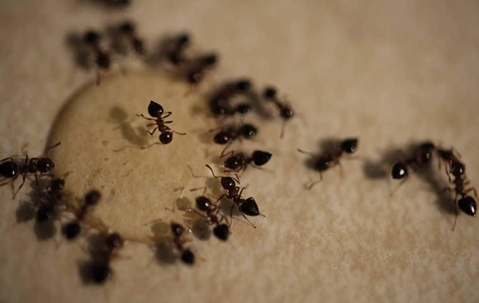 getting rid of ants in long island