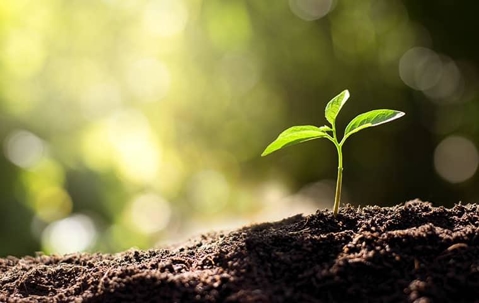 green plant growing from soil