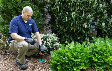 green termite treatment