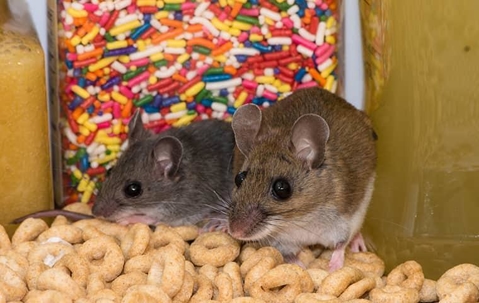 mice on food