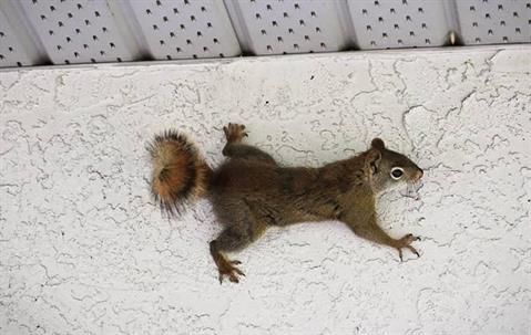 squirrel crawling on the wall