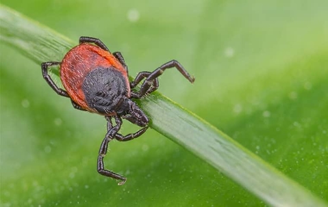 a black legged tick
