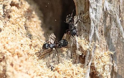 carpenter ants at home
