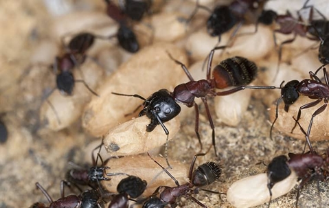 carpenter ants