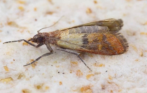 close up picture of a pantry pest
