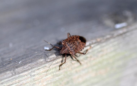 stink bugs in new york