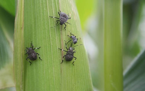 stink bugs on a leaf