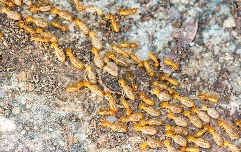 termite infestation