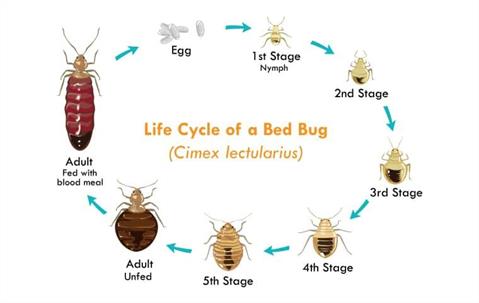 life cycle of a bed bug