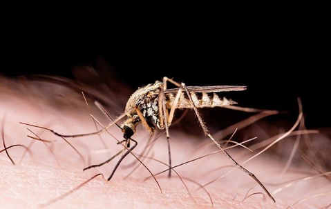 mosquito biting spreading disease